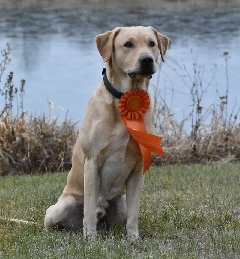 Cody-Master-Hunter-Wild-Encounters-Kennel