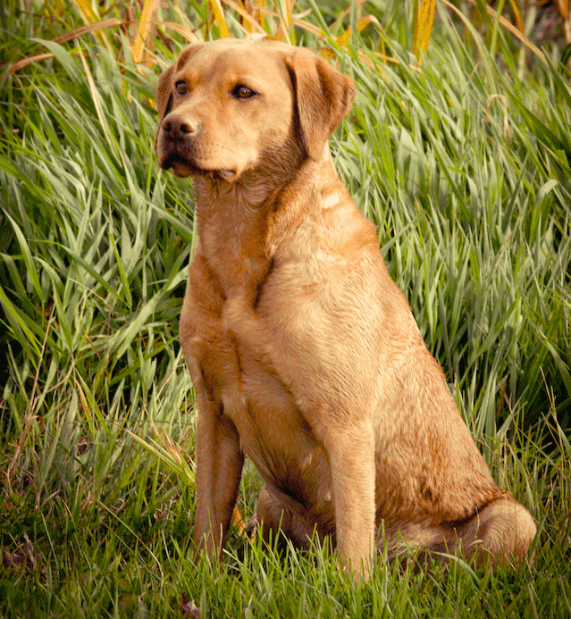 Willow-Wild-Encounters-Kennel